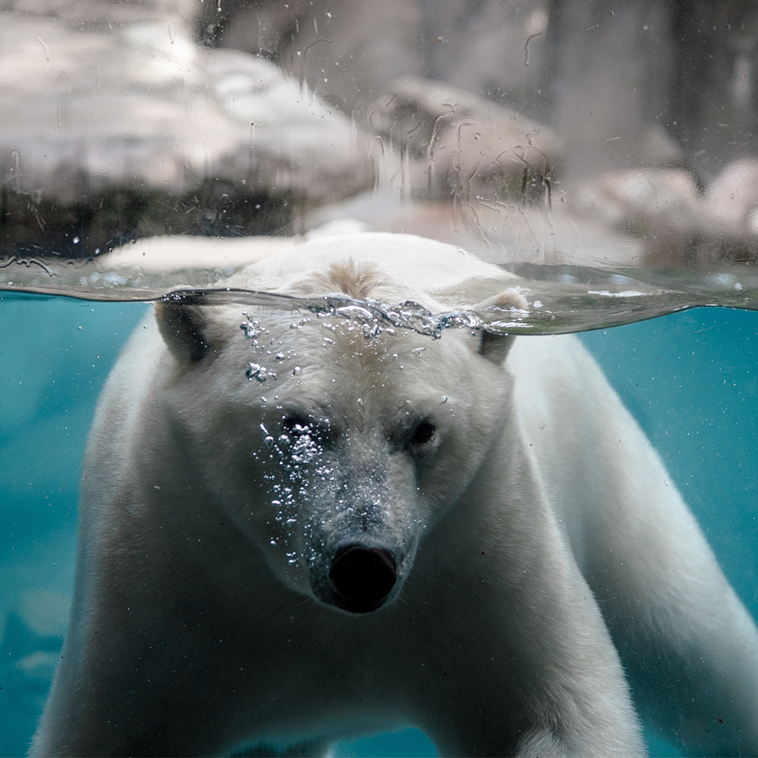 Aalborg ZOO
