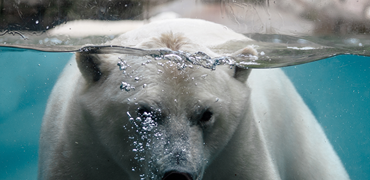 Aalborg ZOO